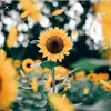 AeStHeTiCs🌻🍁 - @coletteread - TikTok