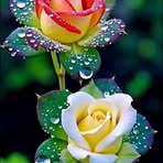 Colette Roger - Facebook