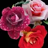 Colette Roger - @colette.roger8 - TikTok