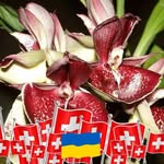 Colette Rossignol - @colette.rossignol.3990 - Instagram
