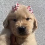 Diana Colette Rossi - @diana4patas - Instagram
