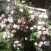 Colette Samuel - Facebook