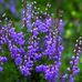 Colette Schaefer - Facebook