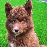 Colette Thomas - @maximus_prime_the_woolly - Instagram