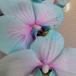 @colet_tewest - Instagram