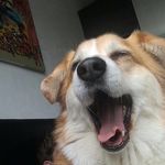 Colin Bishop - @co1inthecorgi - Instagram