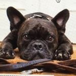 Colin Blackburn - @blackburndogcare - Instagram