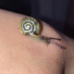 Colin Bush🐌💞 - @colinthesnailofficial - Instagram