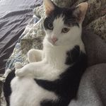 Colin bush - @_colinthecat - Instagram