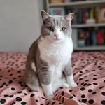 Colin Cann (Cann Comms cat) - @colin_cann - Instagram