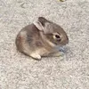 colincavanaughgreen - @rileygreen0000 - TikTok