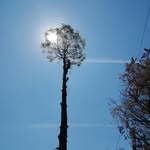 Colin Chadwick - @colinchadwicktreespecialist - Instagram
