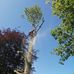 Colin Chadwick Tree Specialist - Facebook