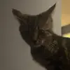 👅 - @chocolinooooo - TikTok