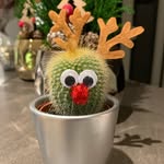 Colin the Christmas Cactus 🌵 - @colinthechristmascactus - Instagram