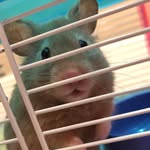 Mr Colin TC Hamster. - @colinthechristmashamster - Instagram