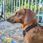 Colin Cooper - @colin_cooper_dachshund - Instagram