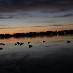 Colin Fitzpatrick Decoys - @colinfitzpatrickdecoys - Instagram