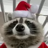 chill_guy_colin - @chill_guy_colin - TikTok