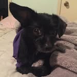 Colin Guzman - @thatspicycolin - Instagram