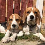 Colin Hatch - @dora_aida_beagles - Instagram
