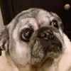 Colin Hodgson - @thepugsdude - TikTok