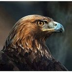 Colin Holden - Facebook