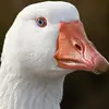 colinkyle812 - @colinkyle812 - TikTok