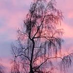 Brigitte Colin - @brigitte.colinlamont - Instagram
