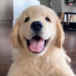 Colin Newton - @colinthegolden - Instagram