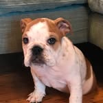 Colin North - @makothebulldog - Instagram