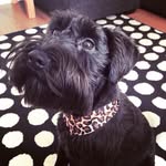 Colin Parfitt - @colin_mini_schnauzer - Instagram
