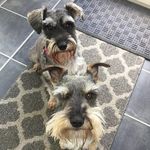Colin & Pepper - @colinandpepperschnau - Instagram