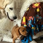 Colin and Percy adventures - @colin_and_percy_adventures - Instagram
