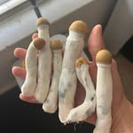 Colin Perry - @dr.colinshroom - Instagram