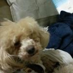 Colin Poon - @colinpoon717 - Instagram