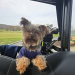 Colin Roche - @bradygoesgolfing - Instagram