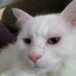 Colin Scully - @scullsthebaconking - Instagram