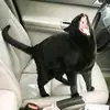 colintran375 - @maybe_but_bad - TikTok