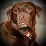 Colin Willis - @colins_pet_care - Instagram