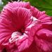 Colleen Bray - Facebook