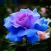 Coleen Brooks - Facebook