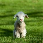 jess_bunny - @colleenbunny2 - Instagram