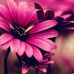 Colleen Burrell - Facebook