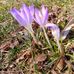 Colleen Dickerson - Facebook