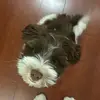Colleen & Teddy - @colleenandteddy - TikTok