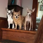 Colleen McLaren Eichman - @princesssweetpets - Instagram