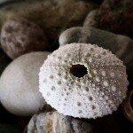 Colleen Emerick - @coconut_designs - Instagram