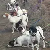 Colleen Hart - @colleen.hart82 - TikTok