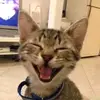 Colleen Lai - @colleen.lai27 - TikTok